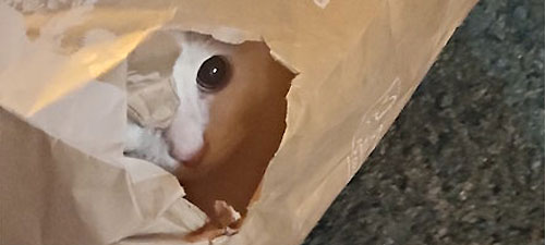 Neugierig auf Schleswig-Holstein?